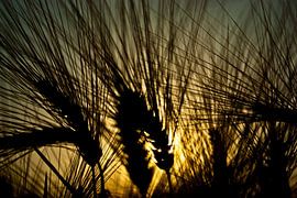Grain stalks in the morning light