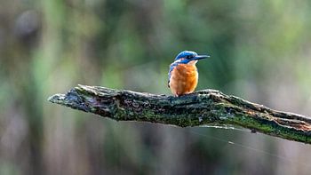 Kingfisher