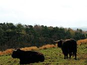 Schottische Hochlandbewohner auf einem Feld in der schottischen Landschaft von Monrey Miniaturansicht