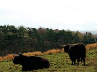 Schotse hooglanders in een veld in Schots landschap