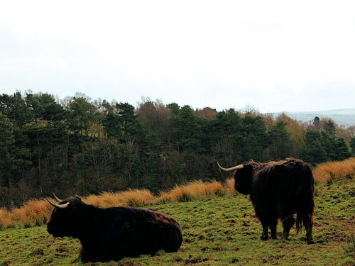 Scottish Highlanders in a field in Scottish countryside