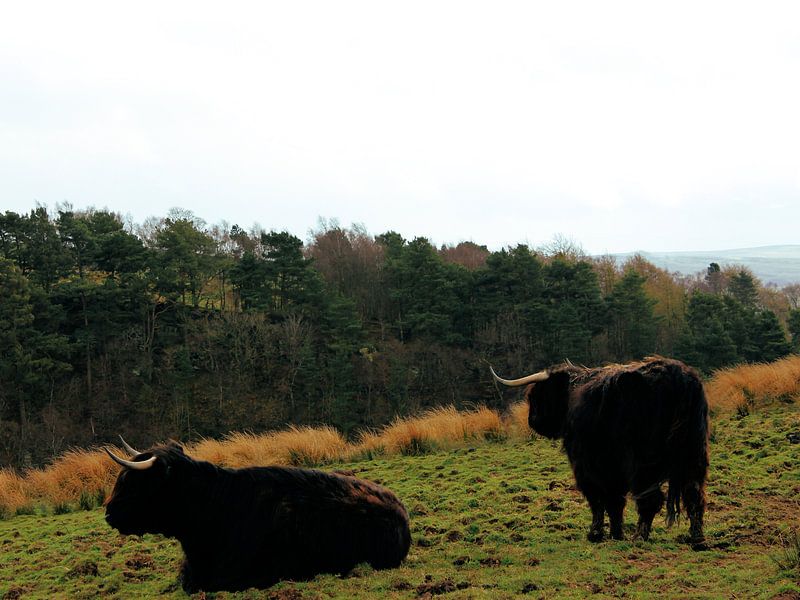 Schottische Hochlandbewohner auf einem Feld in der schottischen Landschaft von Monrey