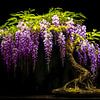 Wisteria Bonsai by Transmutation Art