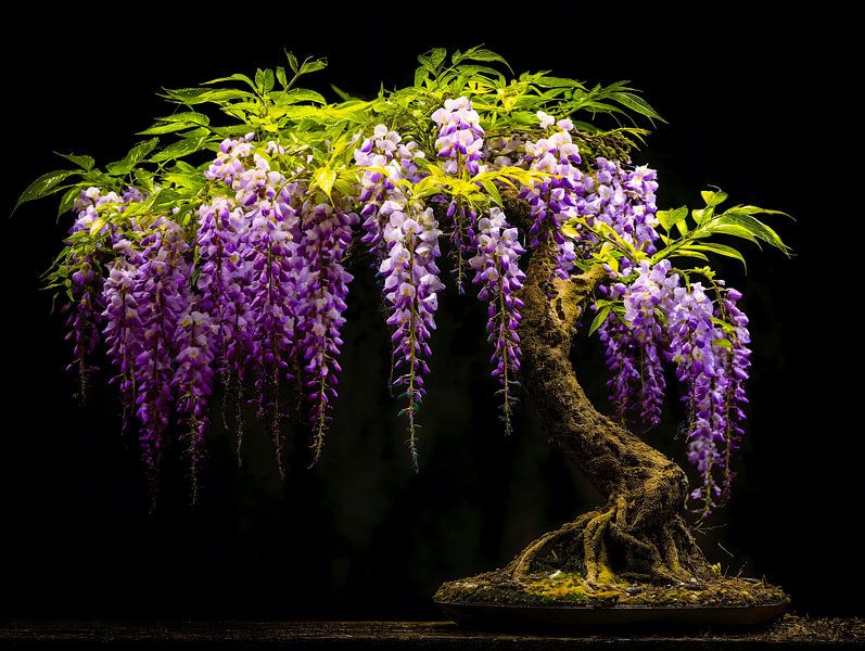 Wisteria Bonsai by Transmutation Art