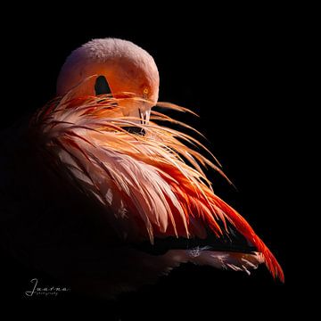 Flamingo van Judith Veenstra