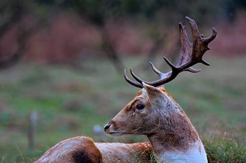 Portrait of fallow deer. by Adri Vollenhouw