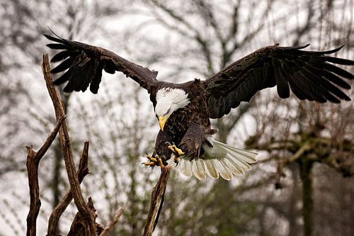Amerikaanse zeeadelaar tijdens de landing