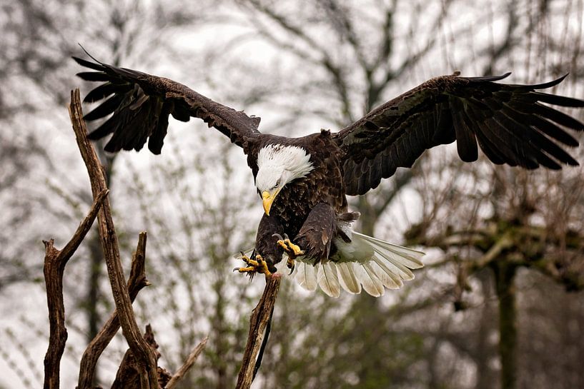 American sea eagle during landing by gea strucks