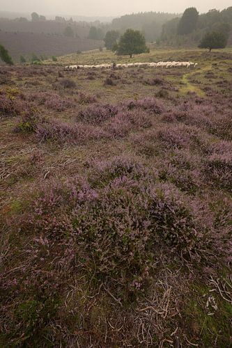 Herder met schaapskudde op de heide