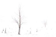 Winter im Hohen Venn von Antwan Janssen Miniaturansicht