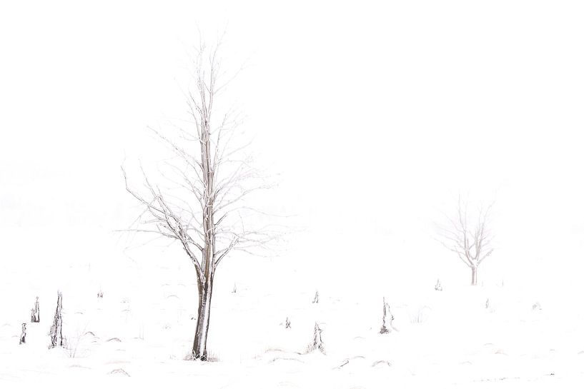 Winter im Hohen Venn von Antwan Janssen