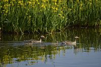 Ducks with chicks