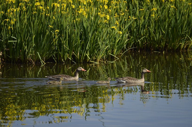 Ducks with chicks by Harm Zwier