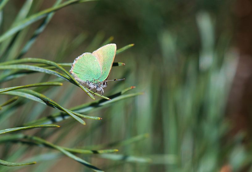 Freshman (Butterfly) by Merijn Loch