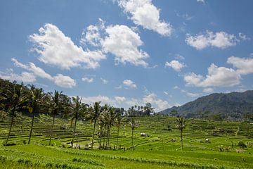 Beste schilderachtige Aziatische achtergronden en landschappen, volkscultuur en natuur van Bali