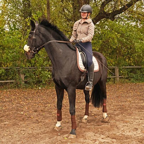 Training met het Beierse zwarte paard Baveria op een rijbak in de herfst