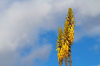 Gele aloë vera bloem