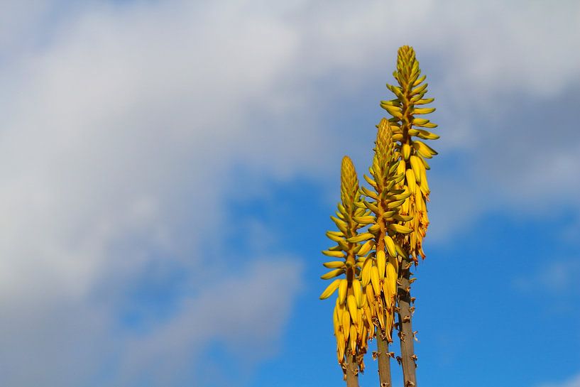 Gele aloë vera bloem van Ines Porada