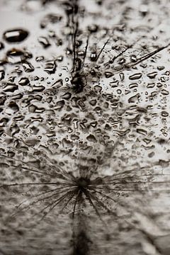 Van realiteit naar spiegeling: Abstracte fotografie van een pluisje met druppels van Marjolijn van den Berg