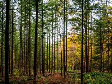Rechte bomen in bos van Charlotte Dirkse