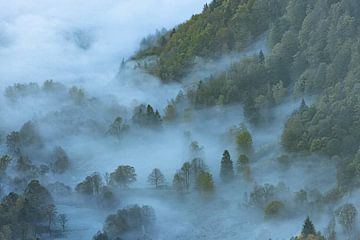 Nebel! von Kris Hermans