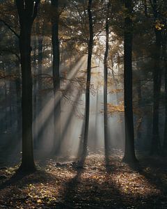 Magisches Licht im Wald