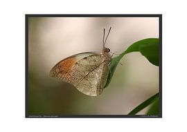 Großer Aurorafalter von Matthias Brix