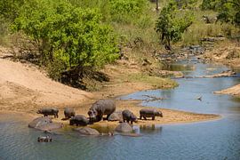 hippo family by Johan v. Schie
