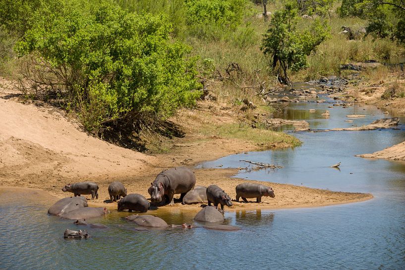 hippo family by Johan v. Schie