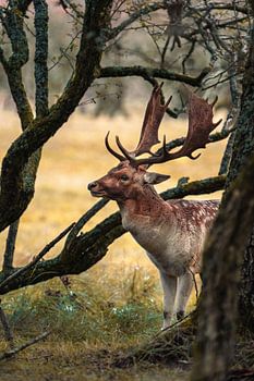 Fallow deer among the trees