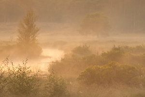 Schöner nebelhafter Morgen in einer Naturlandschaft in den Niederlanden