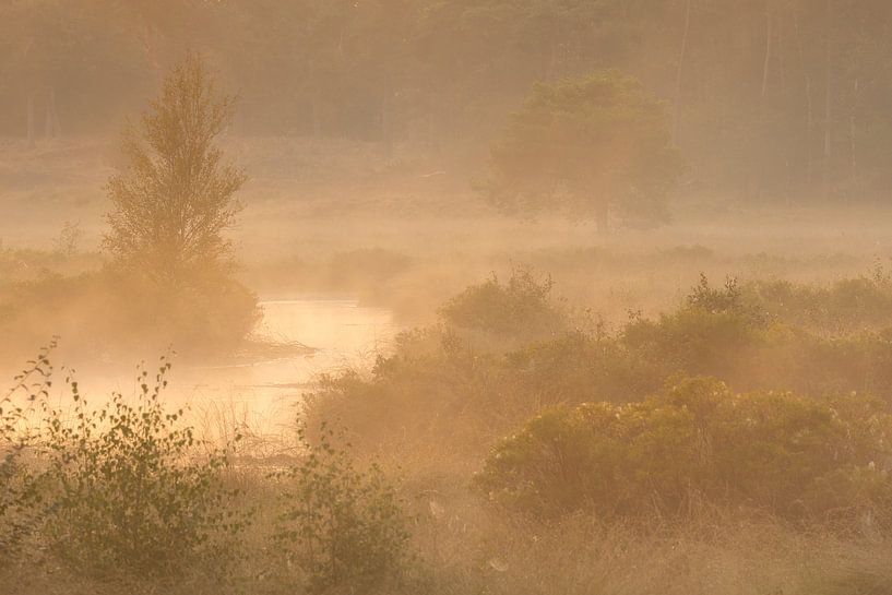 Prachtige mistige ochtend op de Stijbeekse Heide met mooi gouden licht van Jos Pannekoek