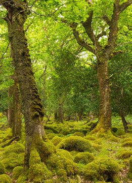 Tomies Wood - Killarney (Ierland) van Marcel Kerdijk