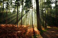 Early sunshine