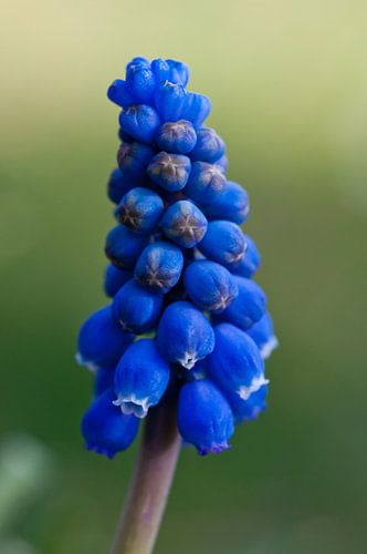 Close-up van een blauwdruifje