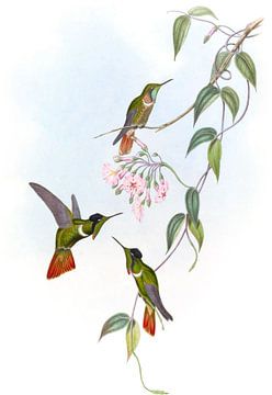 Bourse de vizor à capuchon, John Gould sur Hummingbirds