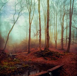 Een rustige plek – bos en beek in de herfstmist