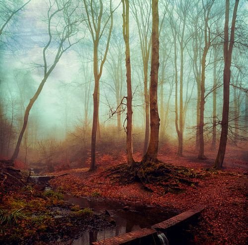 Een rustige plek – bos en beek in de herfstmist