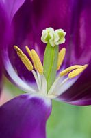 Tulp