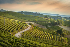 Winding Road Through Langhe Vineyards at Sunset, Piedmont by Stefano Orazzini