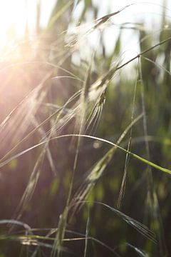 Gras im Sonnenschein van Markus Wegner