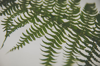 Atmospheric Fern, soothing botanical