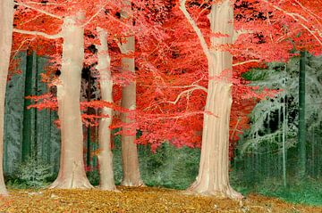 Red forest II by Corinne Welp