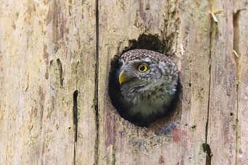 Eurasian pygmy owl female (Glaucidium passerinum) Swabian Jura G by Frank Fichtmüller