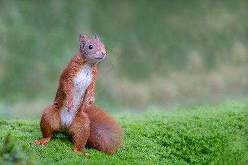 Staande eekhoorn kijkt nieuwsgierig.