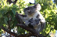 A baby koala and mother sitting in a gum tree on Magnetic Island, Queensland Australia by Frank Fichtmüller thumbnail