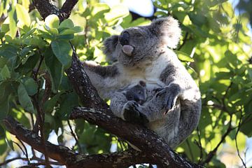 A baby koala and mother sitting in a gum tree on Magnetic Island, Queensland Australia by Frank Fichtmüller