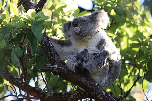 A baby koala and mother sitting in a gum tree on Magnetic Island, Queensland Australia