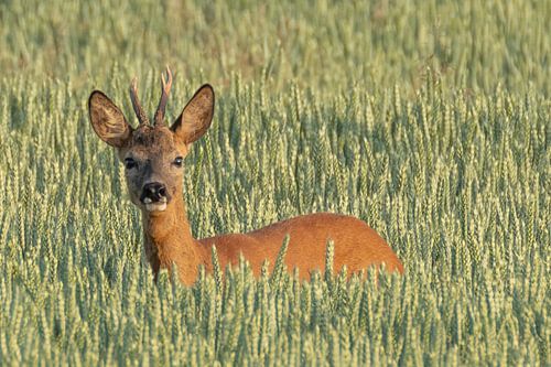 Ree in graanveld