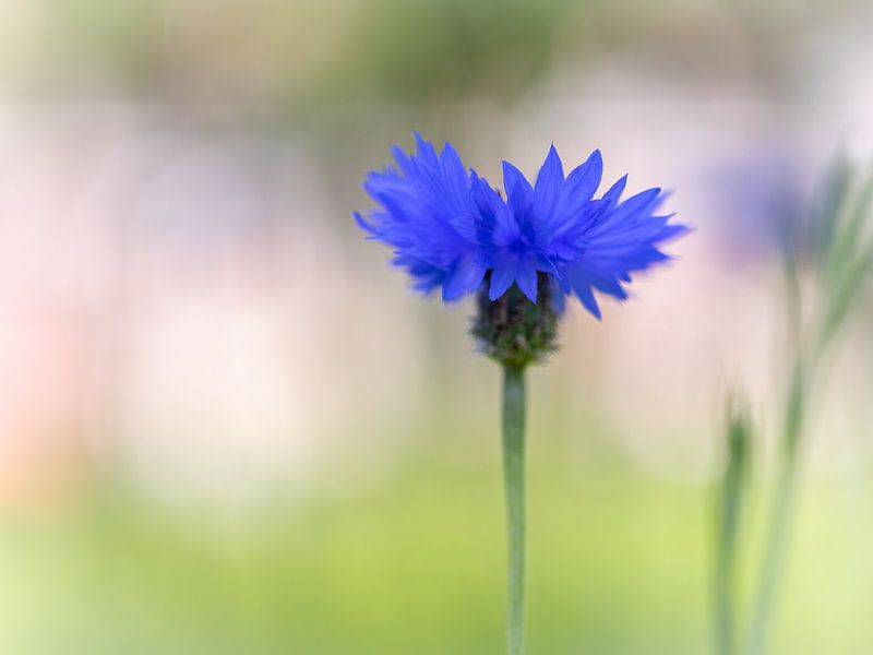 Wild Cornflower by Suzan Brands